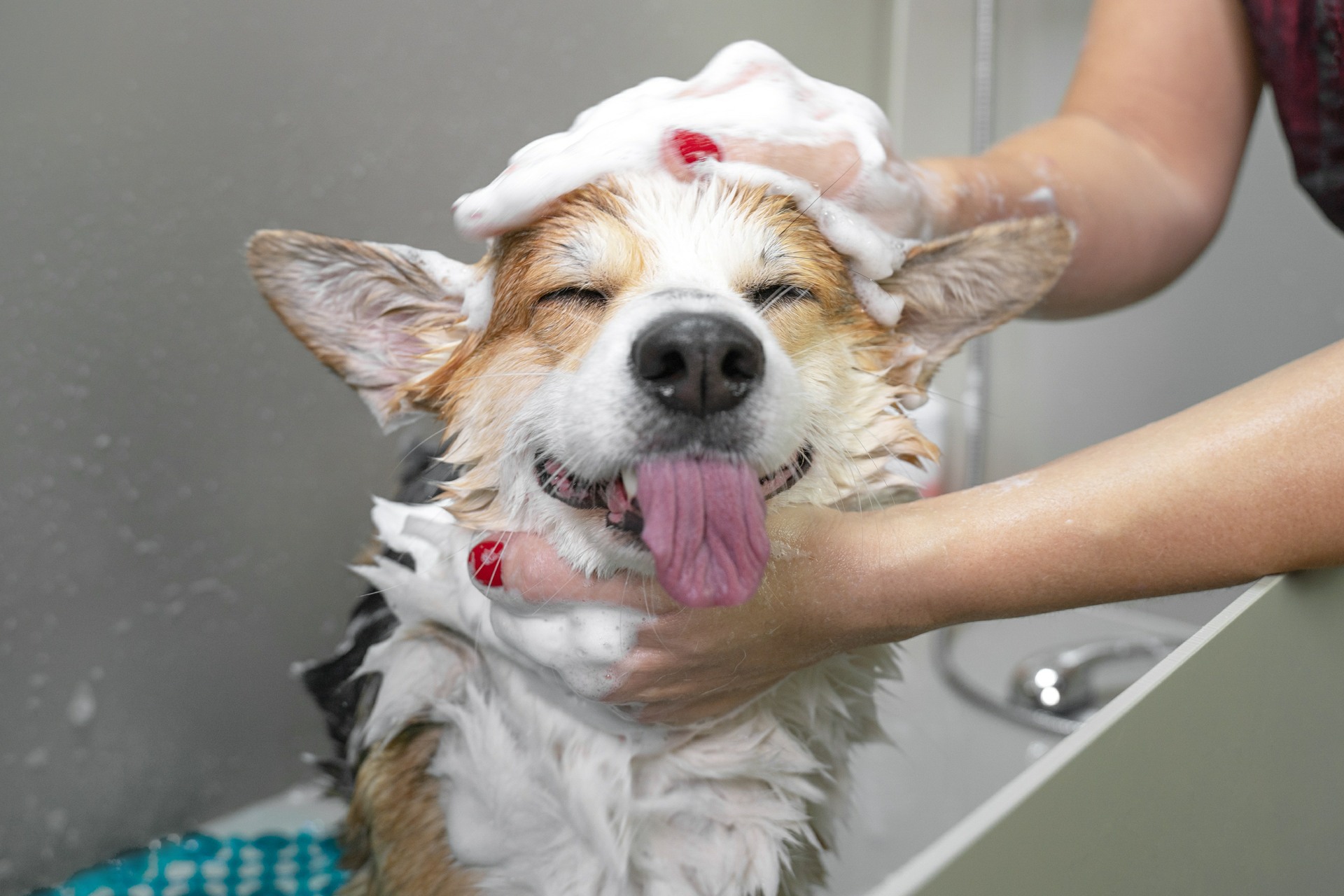 Dog Grooming | Cat Grooming | Wimbledon