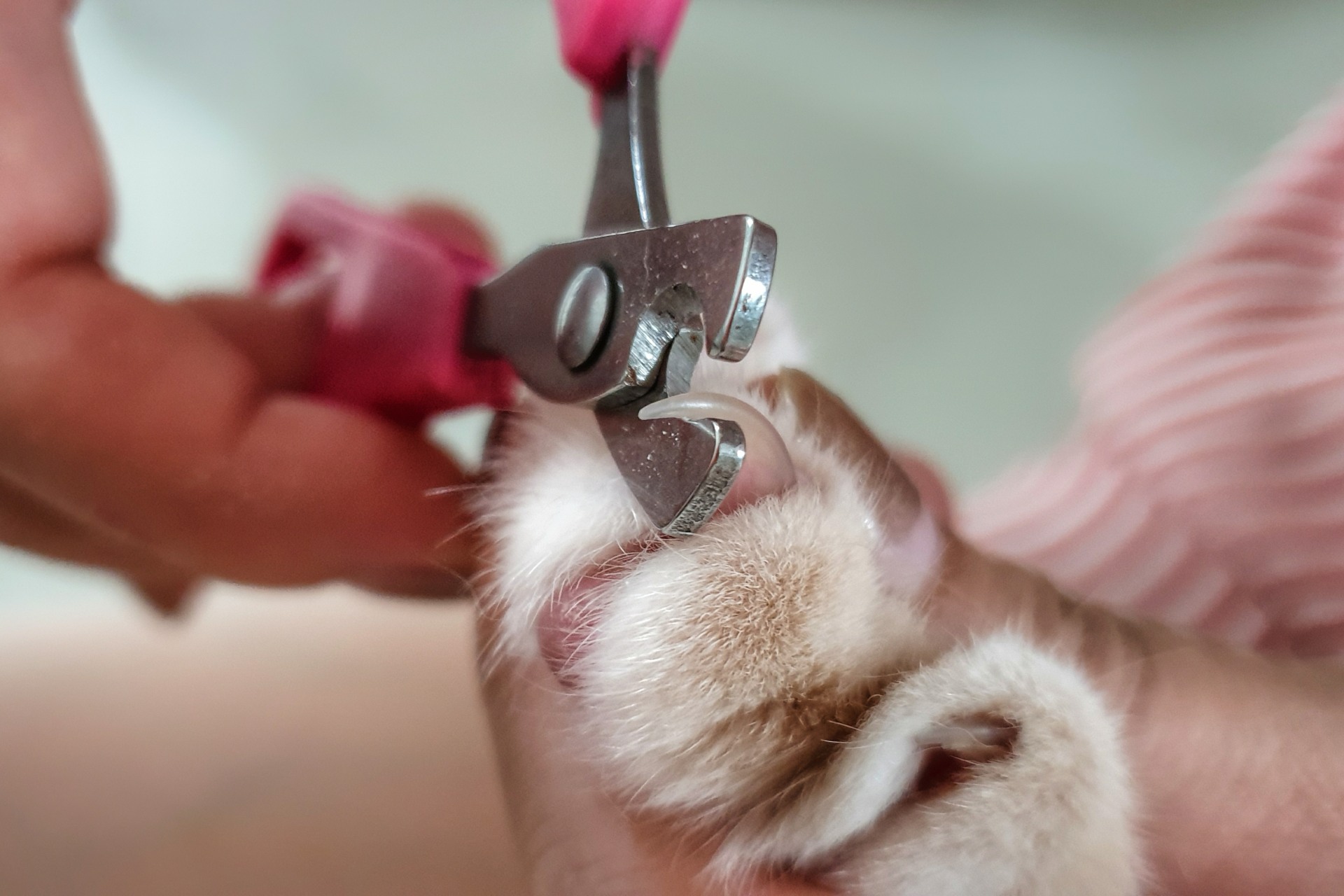 Cat Grooming | Wimbledon | London