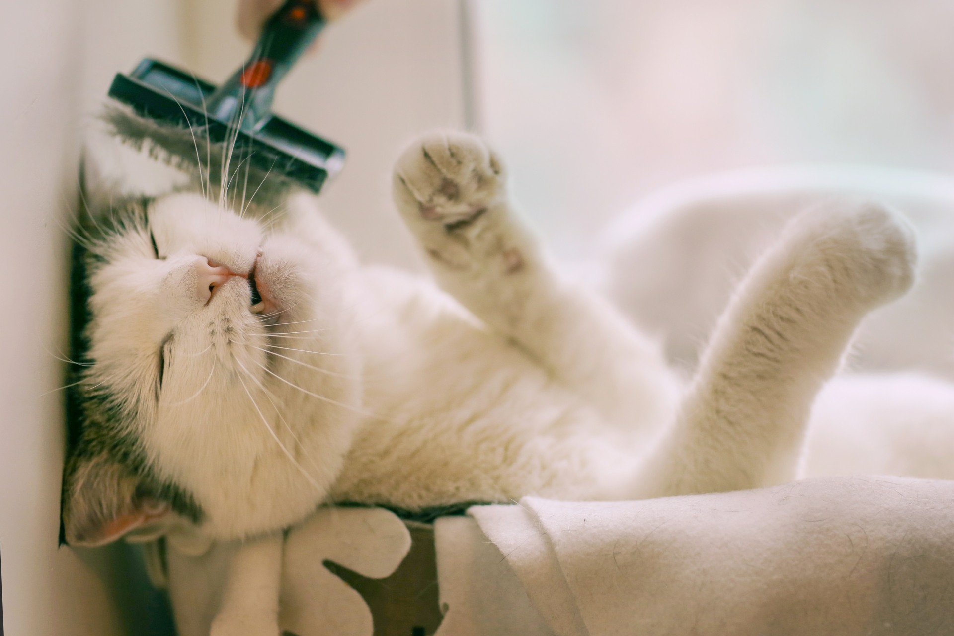 Cat Grooming | Wimbledon | London